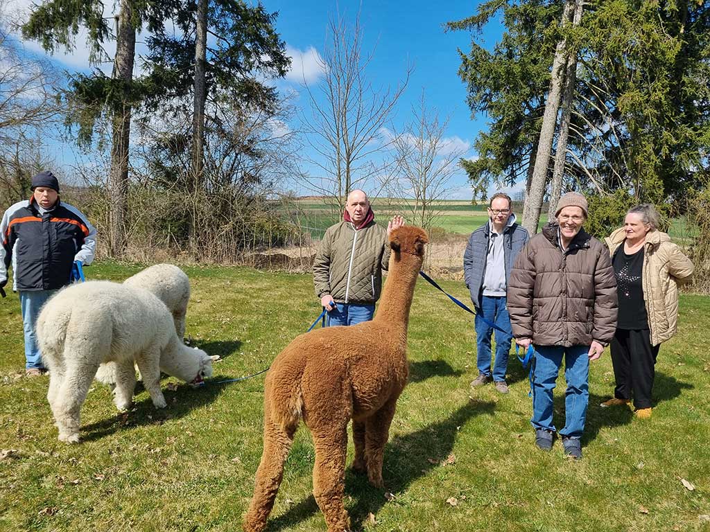 Fröhliche Menschen und Alpakas auf einer Waldlichtung im Frühling bei Sonnenschein
